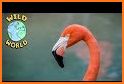 Wild Pink Flamingo Life Simulator related image