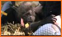 Infant Gorilla Rescue related image