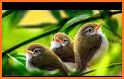 Birds Sounds Ringtones related image