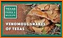 Snakes of the Southeast related image