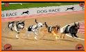 Racing Dog Simulator: Crazy Dog Racing Games related image