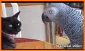 Pet Vet Parrot Simulator: Bird Games related image