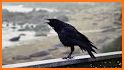 Crow Calls HD related image