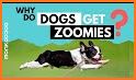 Zoomies related image