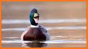 Duck ringtones related image