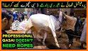 Eid Qurbani Photo Frame HD 2021 related image