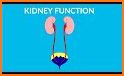 Kidney Kid related image