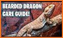 Bearded Dragon related image