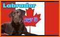 Labrador Simulator related image