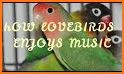 Nm LoveBirds™ Latin Flipfont related image