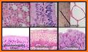 Memorix Histology QUIZ related image