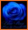 Beautiful Blue Rose. related image