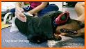 Acupuncture and laser therapy in dogs and cats related image