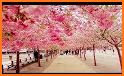 Monah - Cherry blossom is a beautiful flower related image