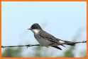 Bird identification: Picture bird identifier app related image