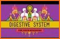 The Digestive System, 2nd Ed. related image