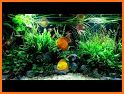 Freshwater Aquarium related image