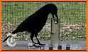 Kila: The Smart Crow related image