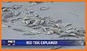 Red Tide related image