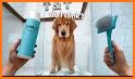 Dogs Spa related image