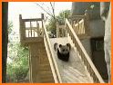 Pandamonium- Action Game (Cute Giant Panda Bears) related image