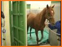 Equine Anaesthesia related image