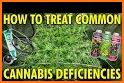 GrowCush - Cannabis deficiency detection related image