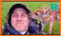 Funny Deer Rescue related image