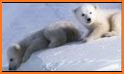 Polar Animal - Pup Care related image