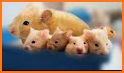 Cute Hamster Pet for Kids related image