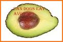 Avocado Vet related image