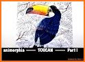 Toucan coloring book related image