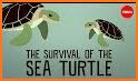 turtle Survival related image