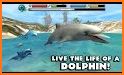 Dolphin Simulator related image