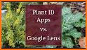 PlantCam: Plant Identification related image