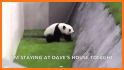 Panda Bubble Home related image