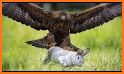 Eagle Retriever related image