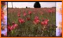 Oklahoma Wildflowers related image