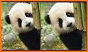 Cute Eating Bamboo Baby Panda Theme related image