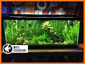 Freshwater Aquarium related image