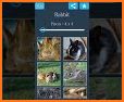 Rabbits Jigsaw Puzzles related image