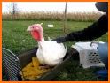 Turkey Rescue related image