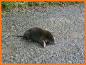 Mole Rescue related image