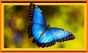 Beautiful Wallpaper Blue Butterfly Theme related image