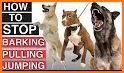 Dog Training related image