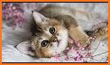 Sleeping Cute Kitten Keyboard Background related image