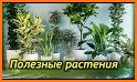 Комнатные растения related image