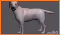 Labrador Pose Tool 3D related image