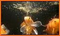 fish growing & feeding Fish Guide and tips related image