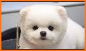 Cute White Dog Keyboard Background related image